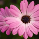 pinkflower